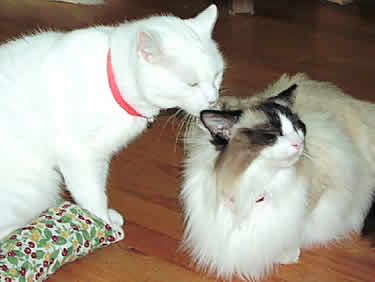 A white cat lovingly licks the head of a white & brown cat